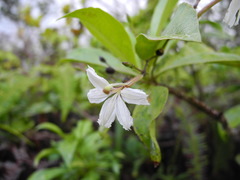 Scaevola gaudichaudiana