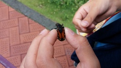 Clinterocera nigra