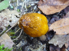 Cortinarius polymorphus