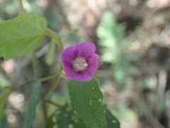 Howittia trilocularis