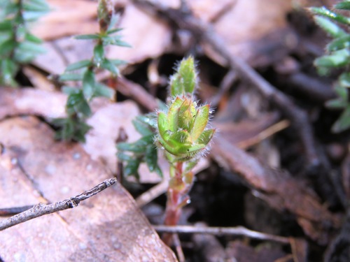 Image of Acrotriche prostrata by (c) Elspeth Swan, some rights reserved (CC BY)