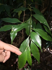Syzygieae