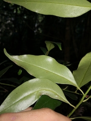 Syzygieae