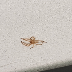 Zoropsis