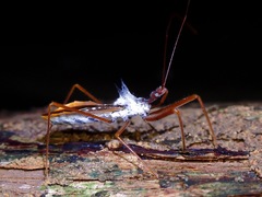 Epidaus validispinus