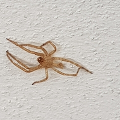 Zoropsis