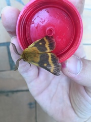 Lemonia dumi