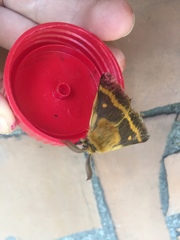 Lemonia dumi