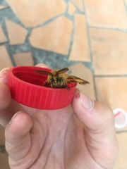 Lemonia dumi