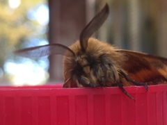 Lemonia dumi