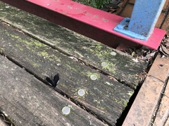 Menelaides