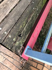 Menelaides