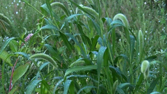 Setaria viridis major