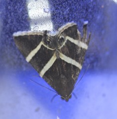 Grammodes oculata