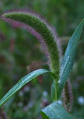 Setaria viridis major