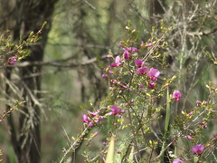 Gompholobium scabrum