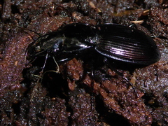 Plocamostethus planiusculus