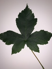 Acer pseudoplatanus