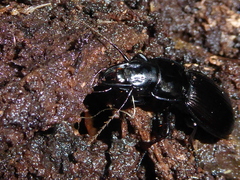 Plocamostethus planiusculus