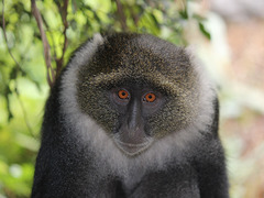 Cercopithecus mitis