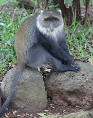 Cercopithecus mitis