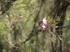 Gompholobium scabrum