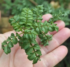 Erythrophysa alata