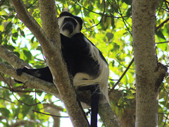 Colobus guereza