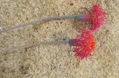 Kleinia stapeliiformis