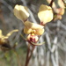 Diuris refracta - Photo (c) Geoff Derrin, some rights reserved (CC BY-SA)