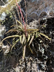 Sarcochilus ceciliae