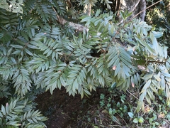 Austrosteenisia glabristyla