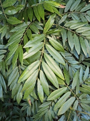 Austrosteenisia glabristyla