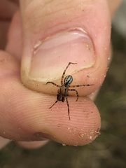 Stemonyphantes lineatus