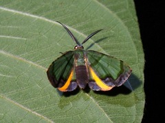 Achrosis innotata
