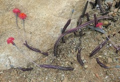 Kleinia stapeliiformis