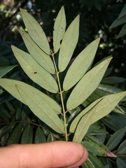 Austrosteenisia glabristyla