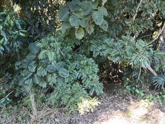 Austrosteenisia glabristyla