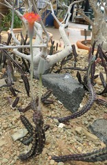 Kleinia stapeliiformis