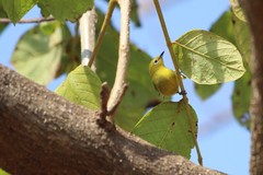 Zosterops anderssoni