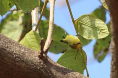 Zosterops anderssoni