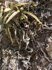 Sarcochilus ceciliae