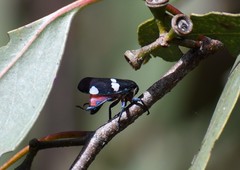 Eurymela distincta