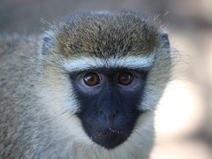 Chlorocebus tantalus
