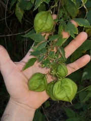 Cardiospermum grandiflorum