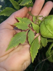 Cardiospermum grandiflorum