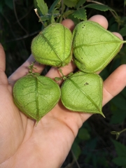 Cardiospermum grandiflorum