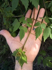 Cardiospermum grandiflorum