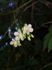 Cardiospermum grandiflorum
