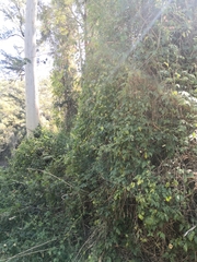 Cardiospermum grandiflorum